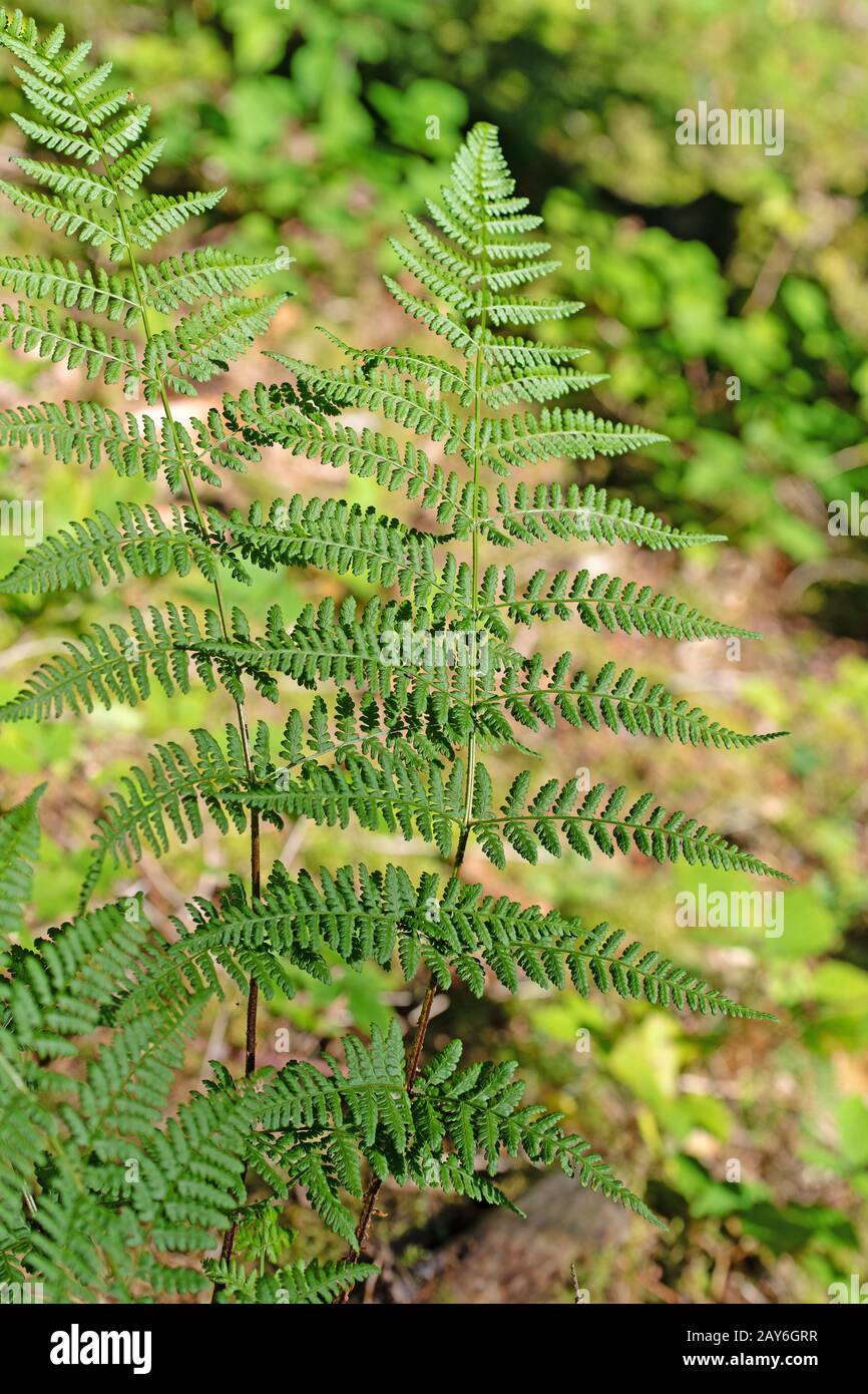 Forest fern, Athyrium filix-femina, in summer Stock Photo