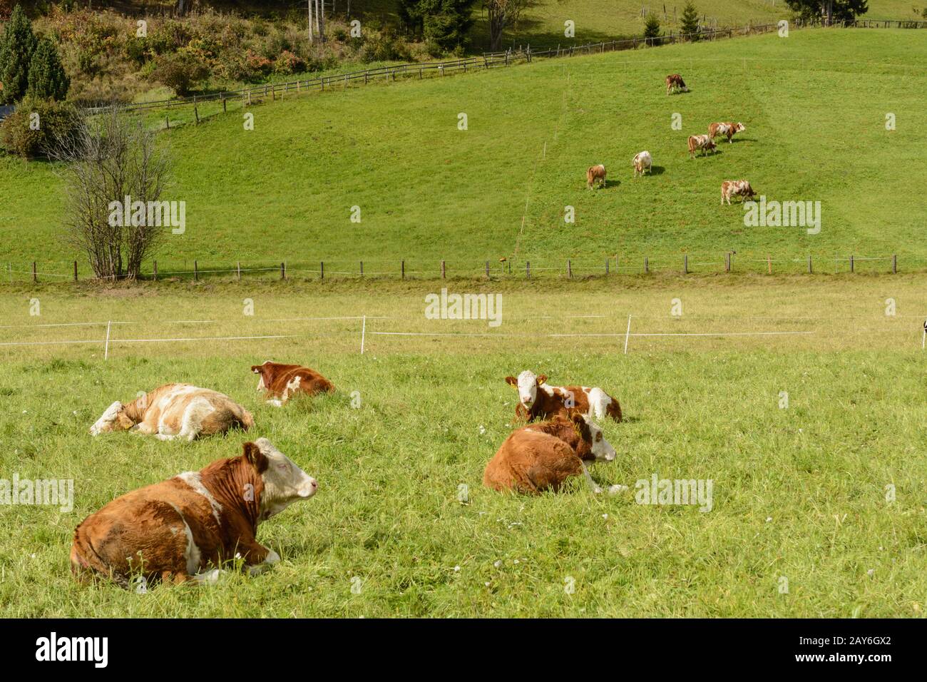 some cows graze on a lush green meadow in a hilly landscape Stock Photo