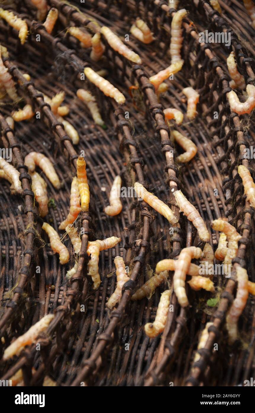 Silkworms in silk farm, Siem Reap Stock Photo Alamy