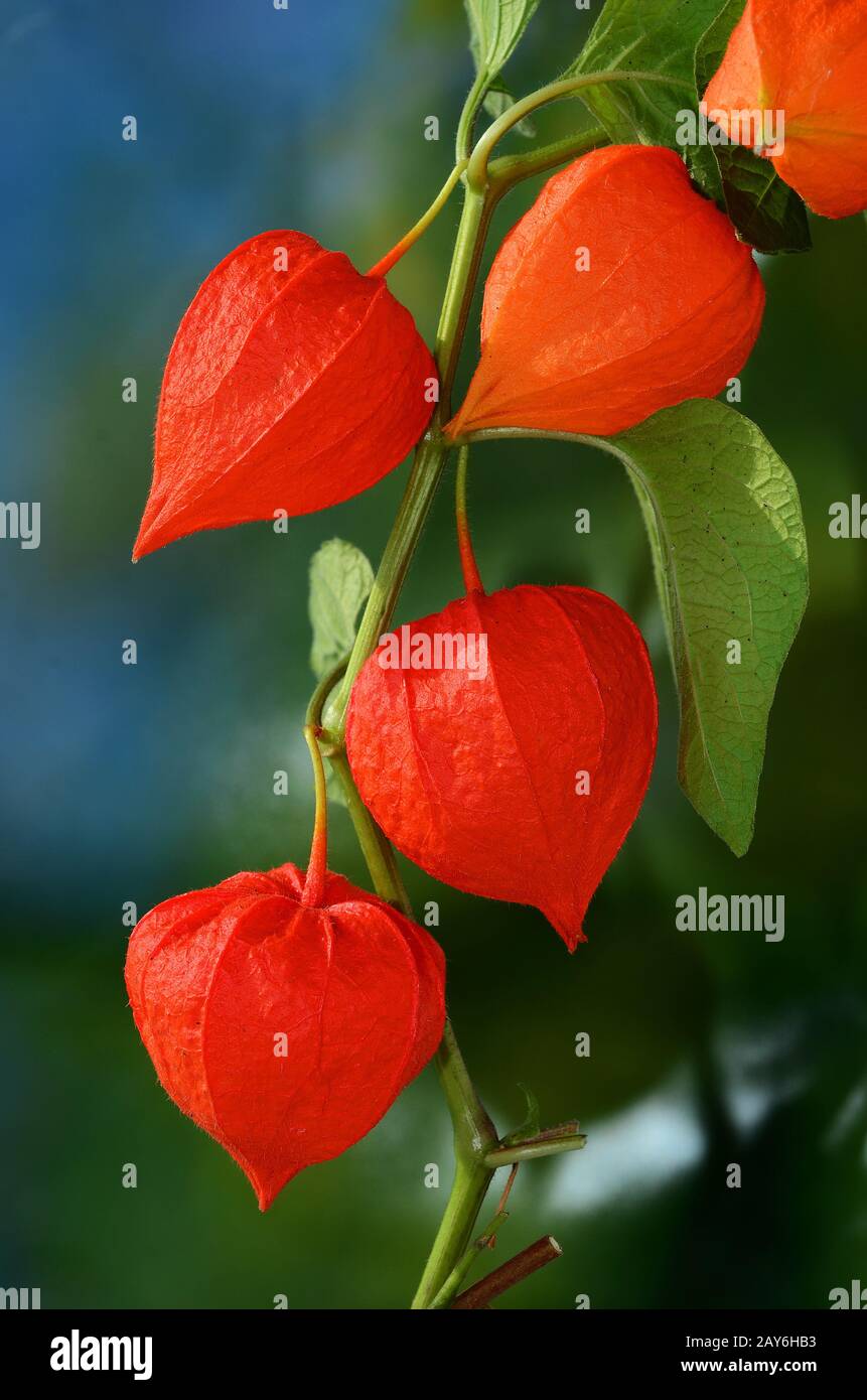 Winter Cherry High Resolution Stock Photography And Images Alamy