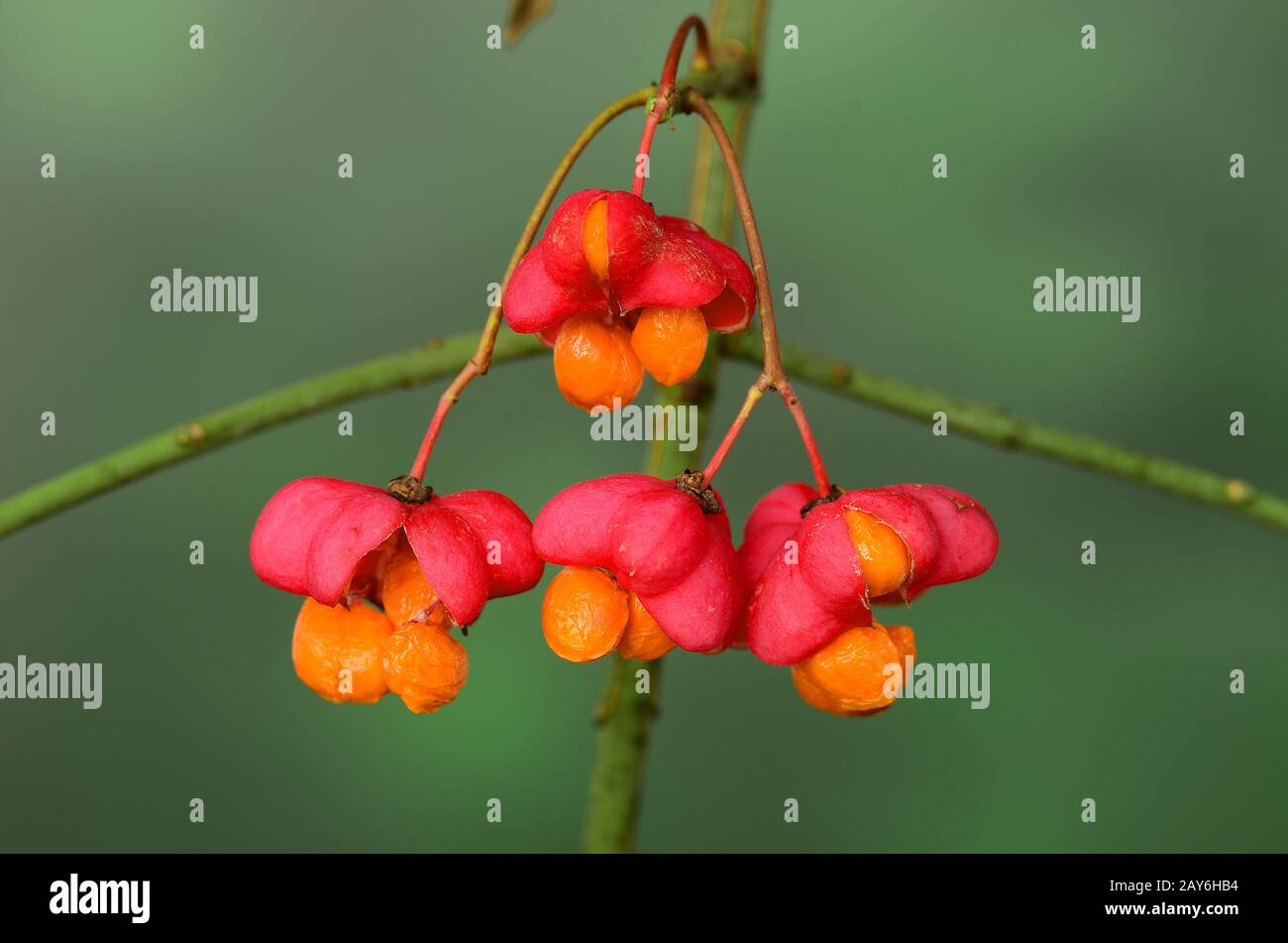 spindle tree, bush, shrub, infructescence, multiple fruit, seed head