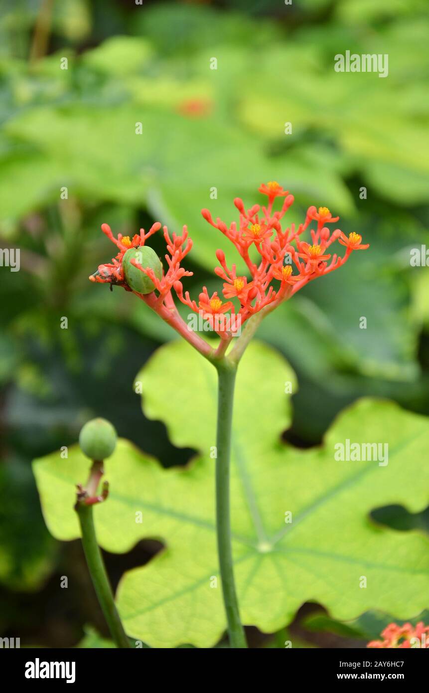 Beautiful local Thai herbs, Jatropha podagrica Stock Photo