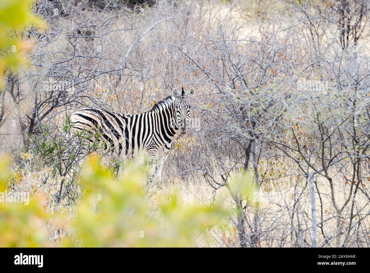 Cautious zebra is hiding into savannah and looking into camera Stock Photo