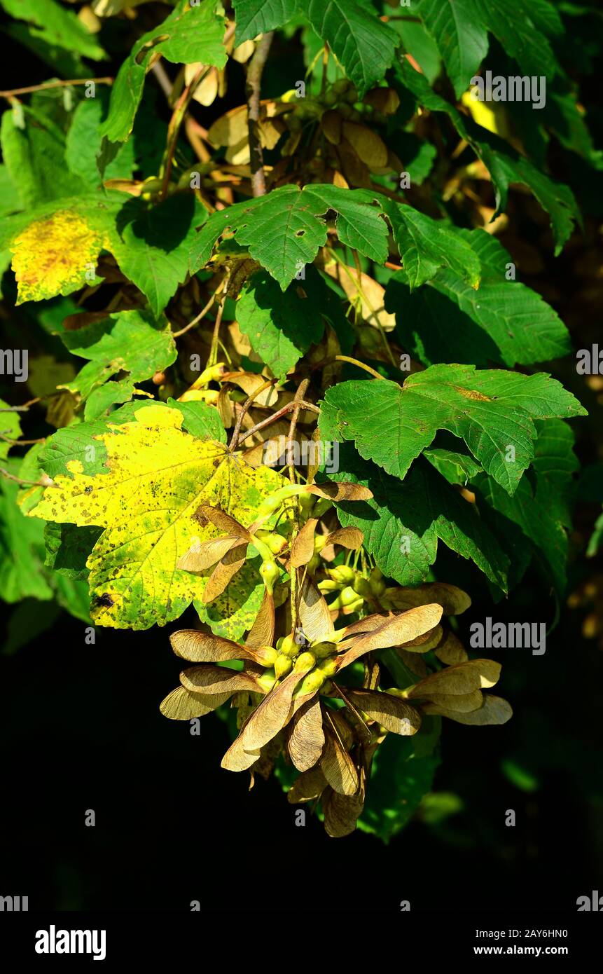 tree, fruit, harewood, sycamore, great maple, sycamore maple Stock