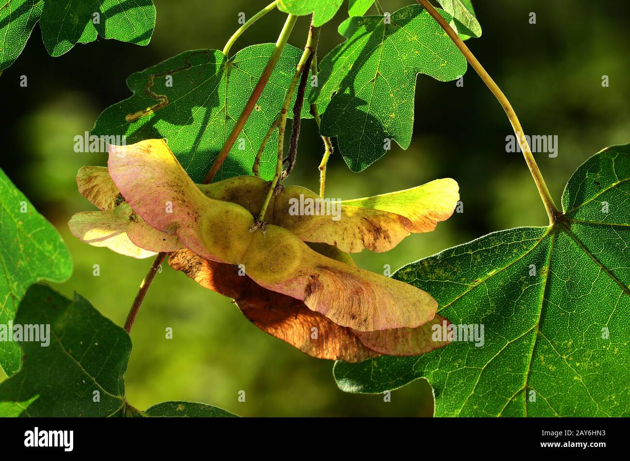 maple tree fruit