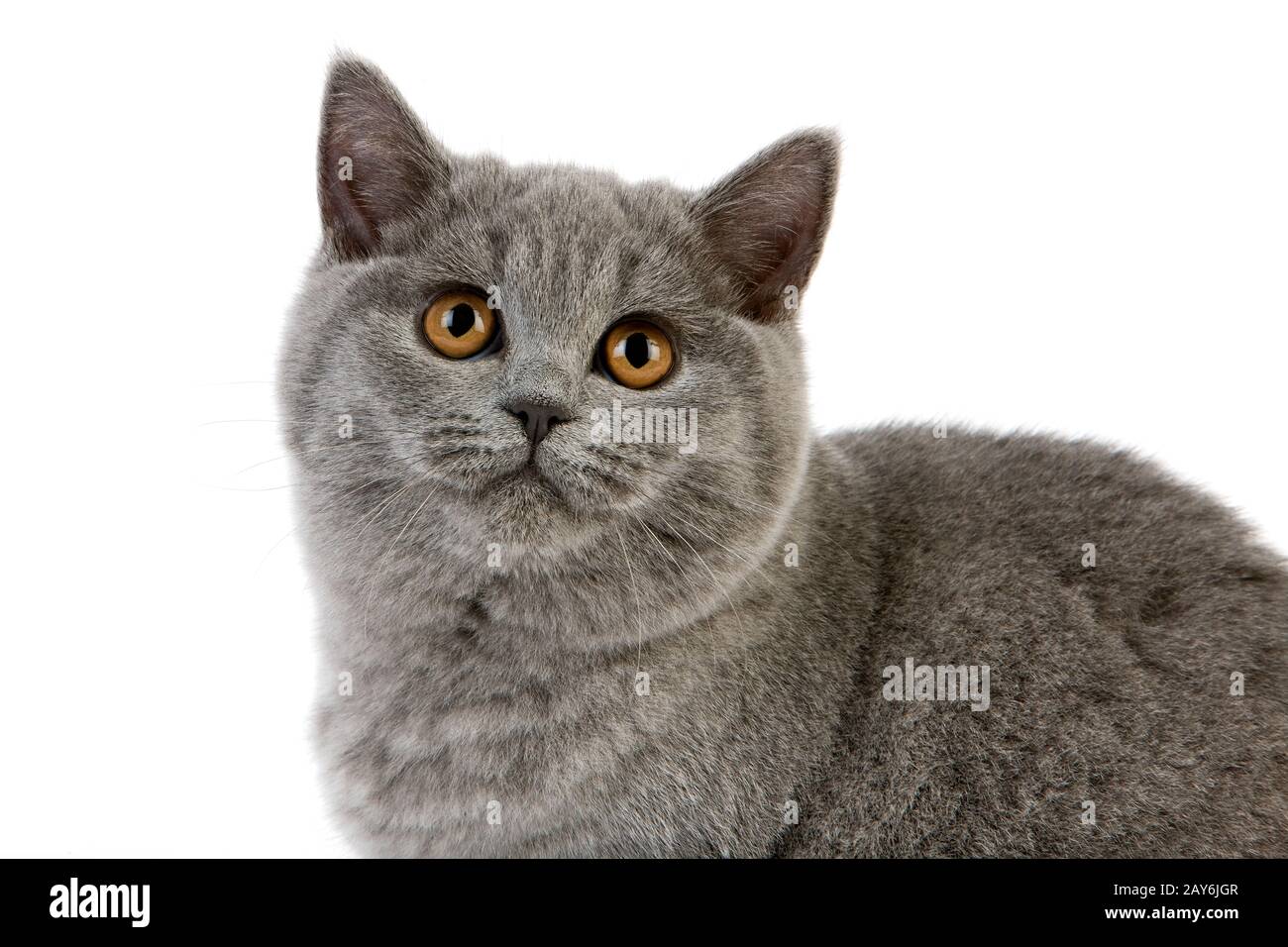 Blue british shorthair female cat hi res stock photography and
