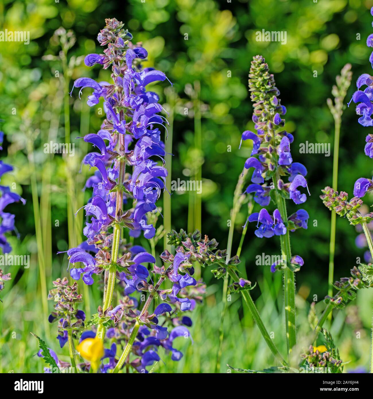 Flowering meadow sage, Salvia pratensis Stock Photo - Alamy