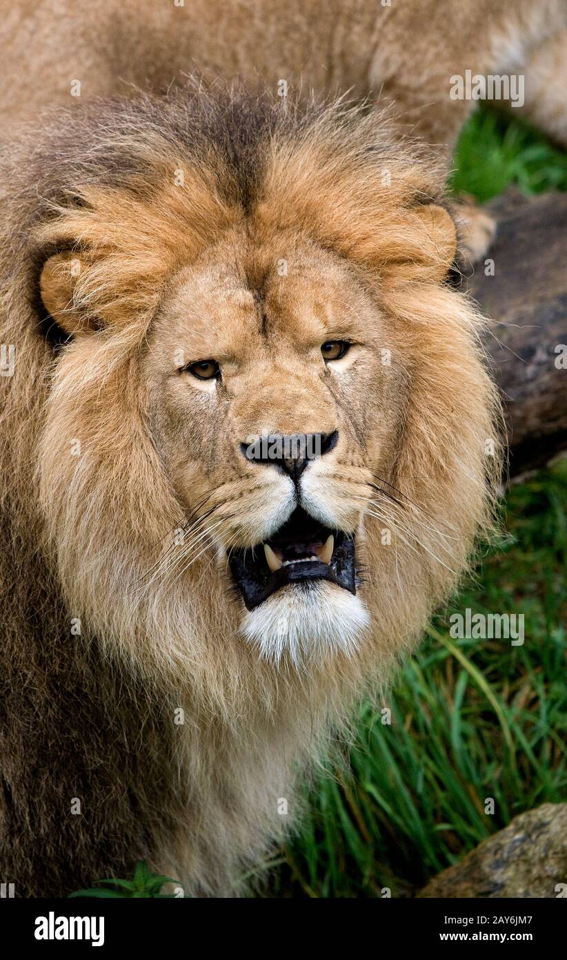 AFRICAN LION panthera leo Stock Photo - Alamy