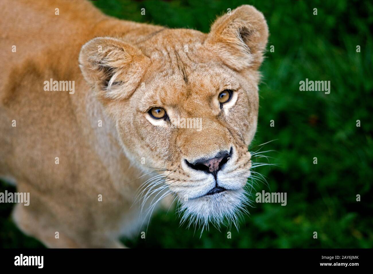 AFRICAN LION panthera leo Stock Photo - Alamy