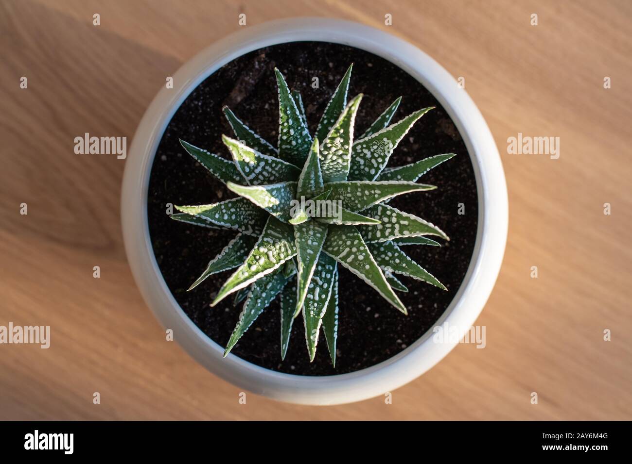 Haworthia Fasciata Alba Albino Wide Zebra Succulent With Bright White Stripes Stock Photo Alamy
