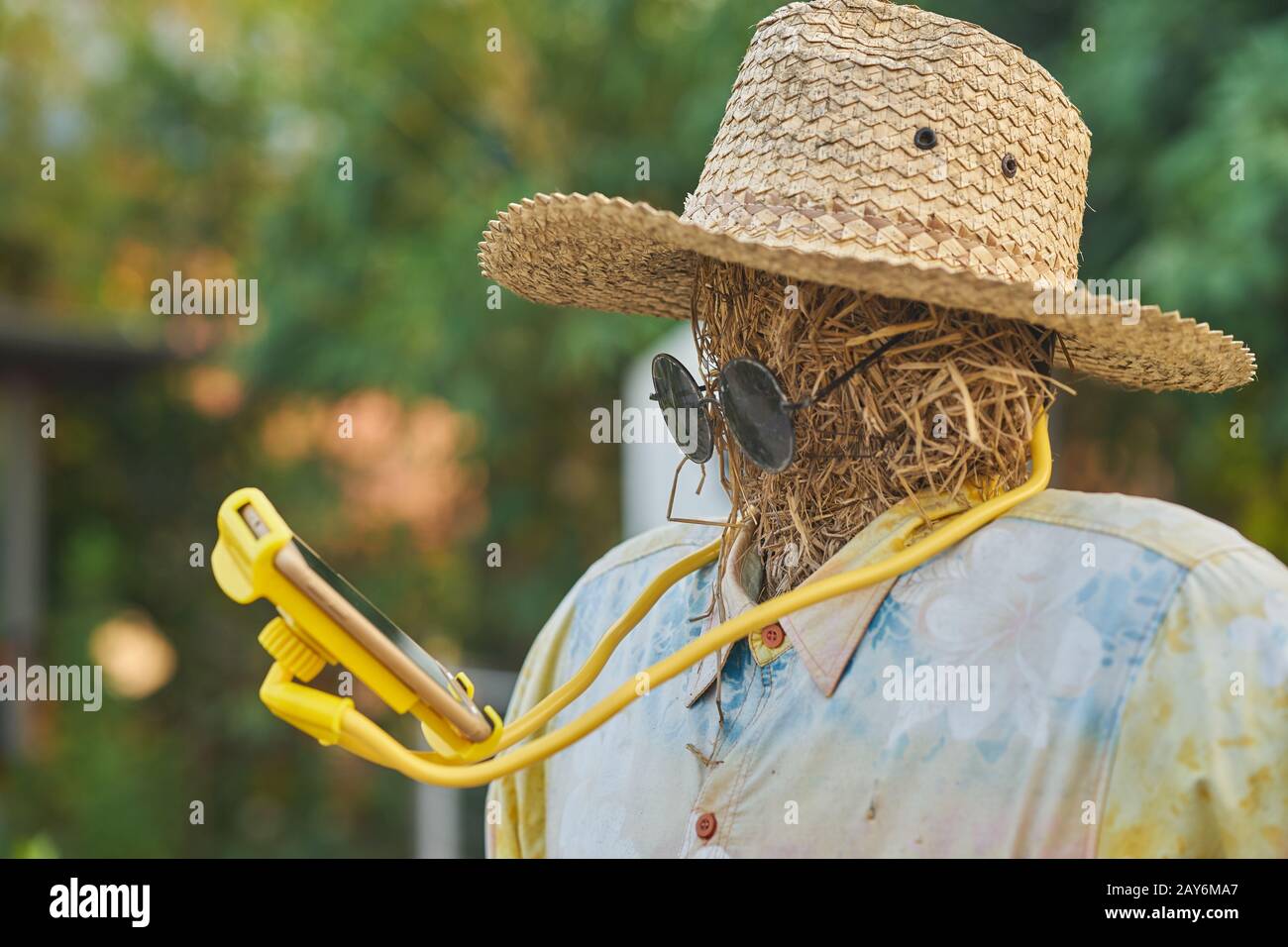 A scarecrow reading a smart phone. Stock Photo