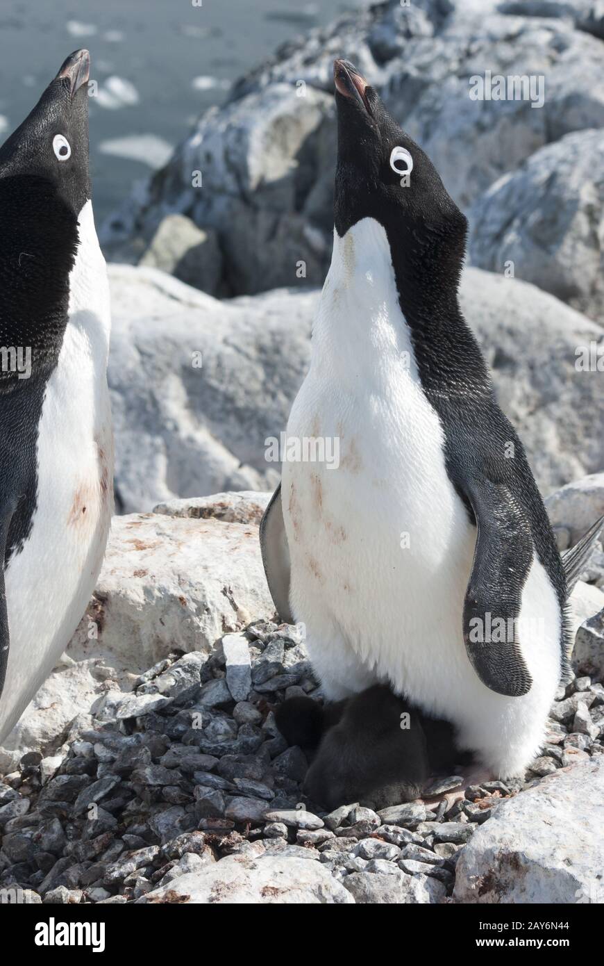 female Adelie penguin near the nest that welcomes the male approached to the nest Stock Photo