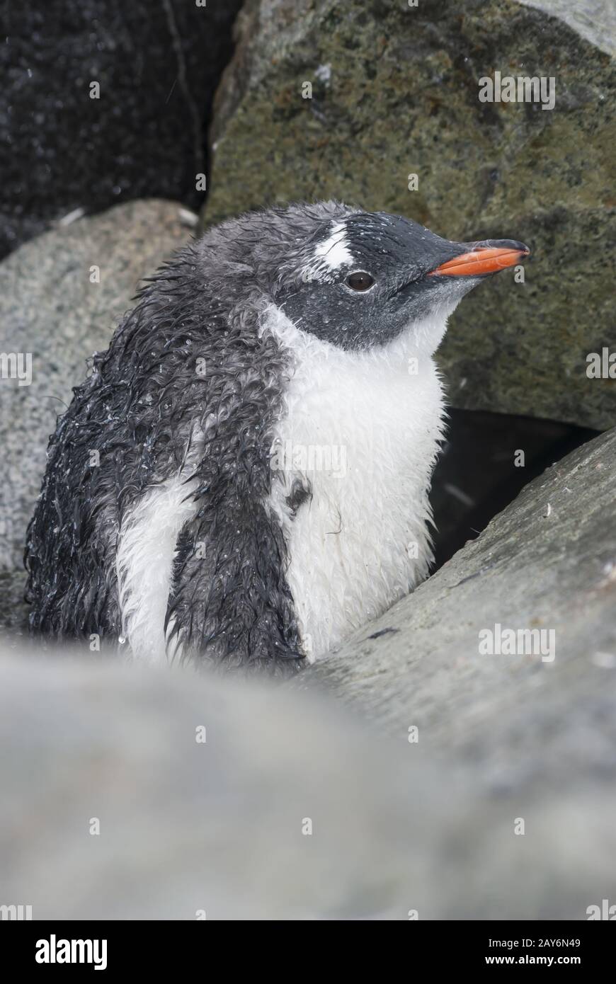 Gentoo peng hi-res stock photography and images - Alamy