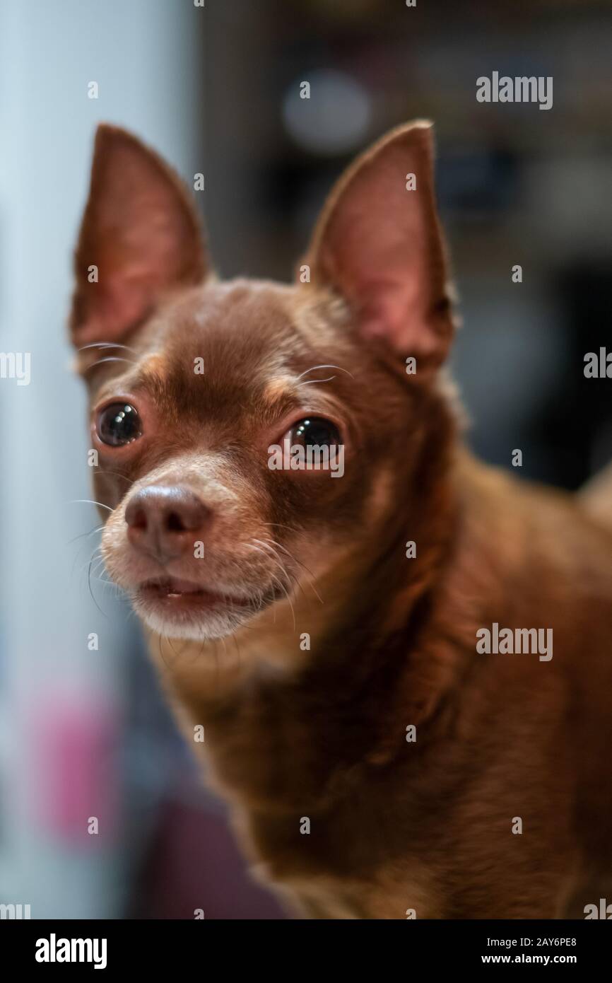 Cute brown dog with big ears Stock Photo