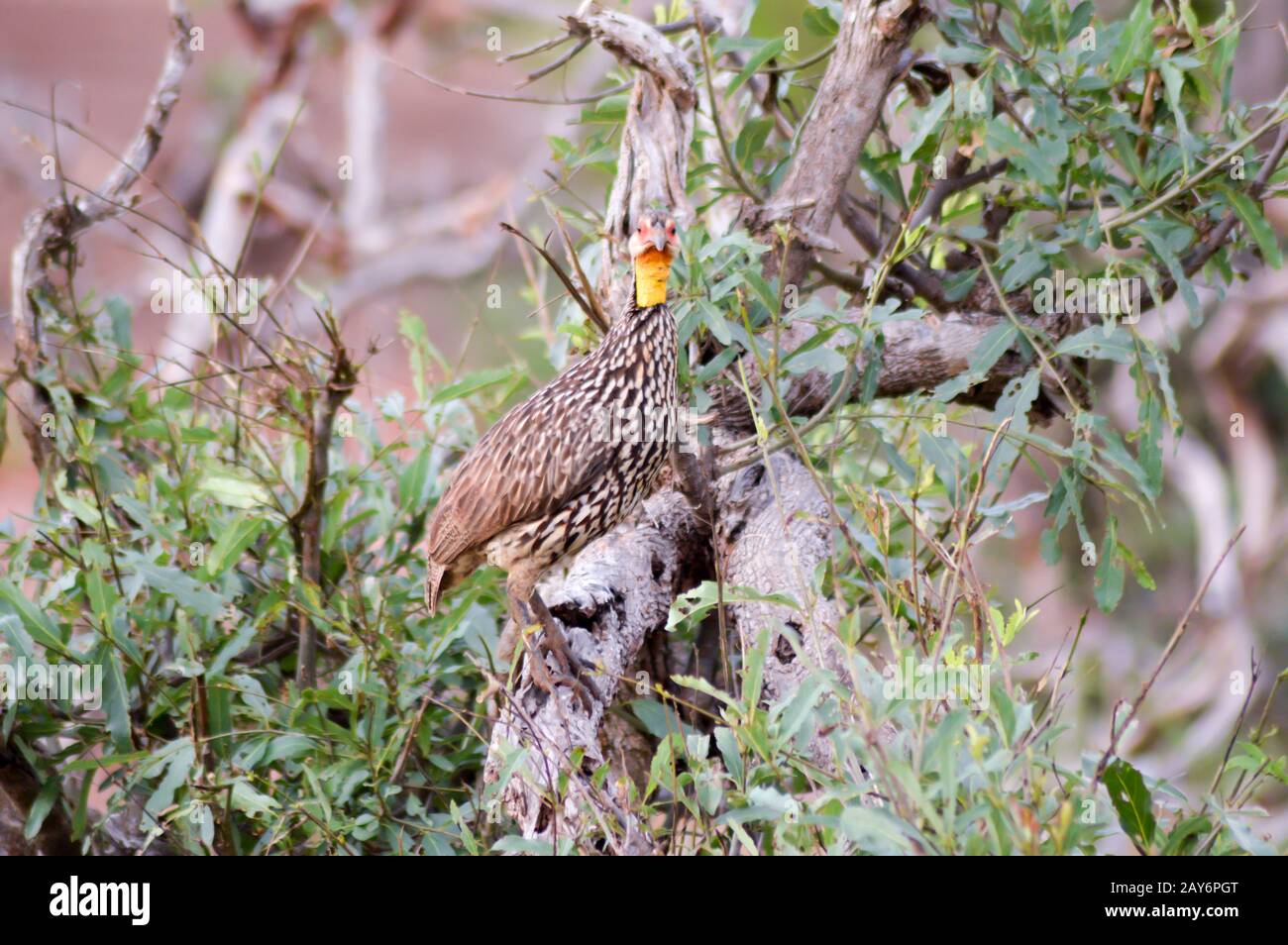Guinea fowl in the savanna Stock Photo