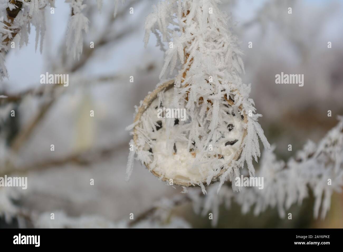 Lining bell wrapped in hoarfrost - close-up and depth-of-field Stock Photo