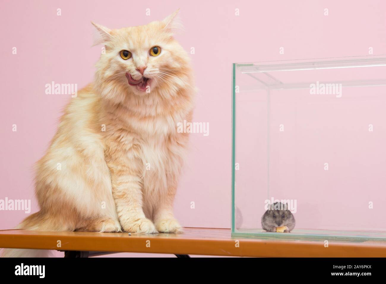 cat eats hamster