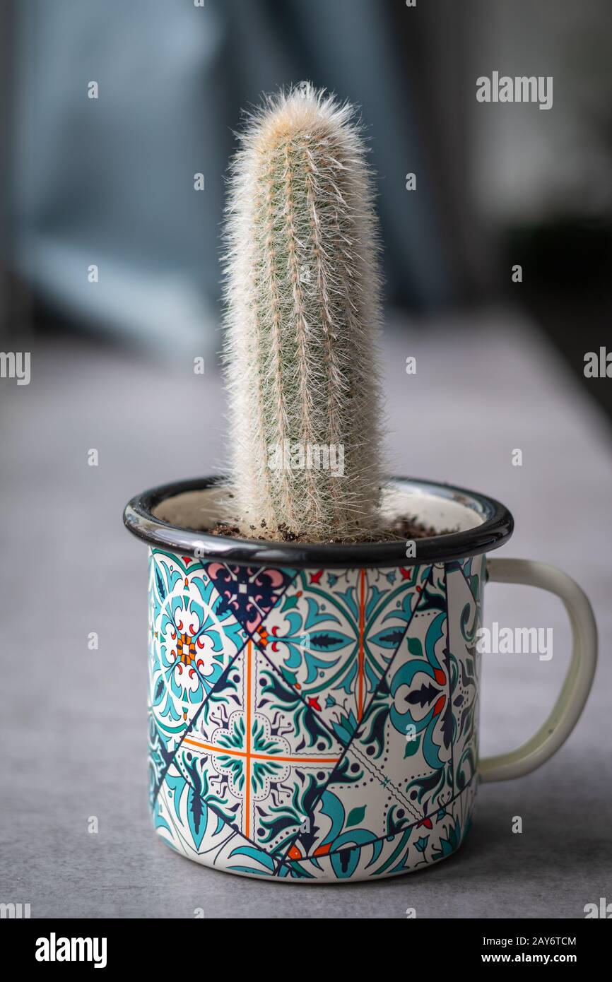 Silver torch cactus (Cleistocactus strausii, wooly), small size in colorfull cup Stock Photo