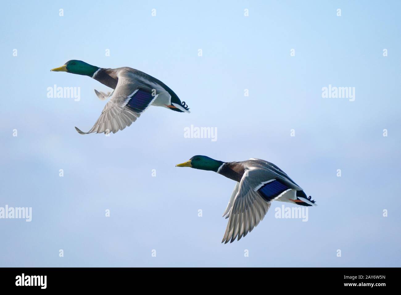 Mallards at Lake in Winter Stock Photo