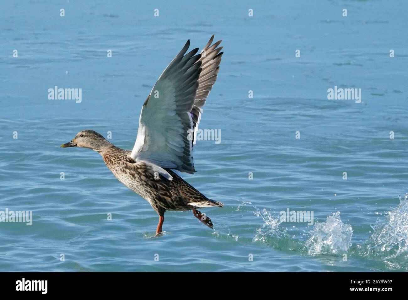 Mallards at Lake in Winter Stock Photo