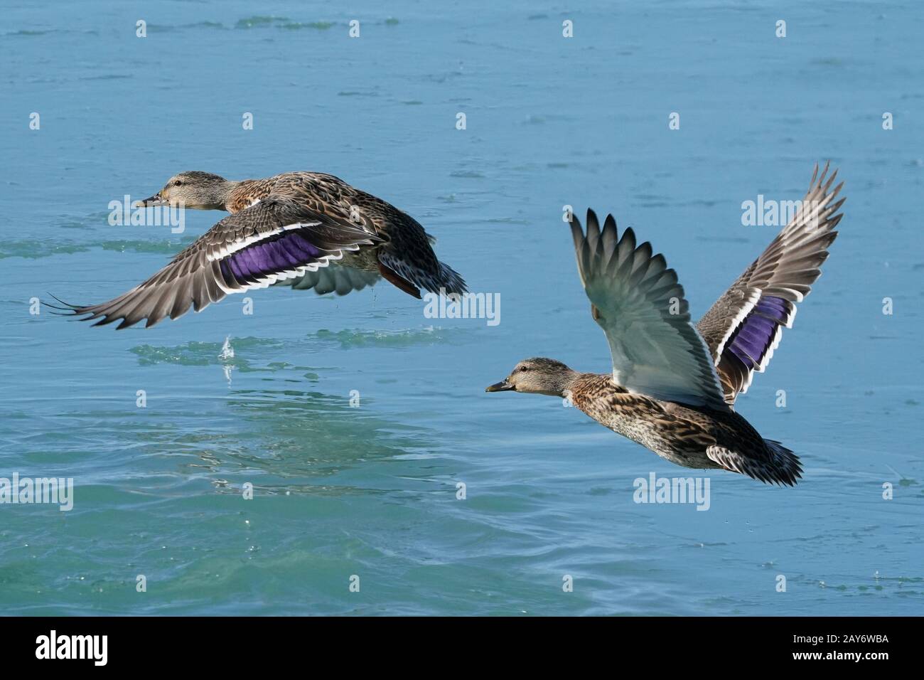 Mallards at Lake in Winter Stock Photo