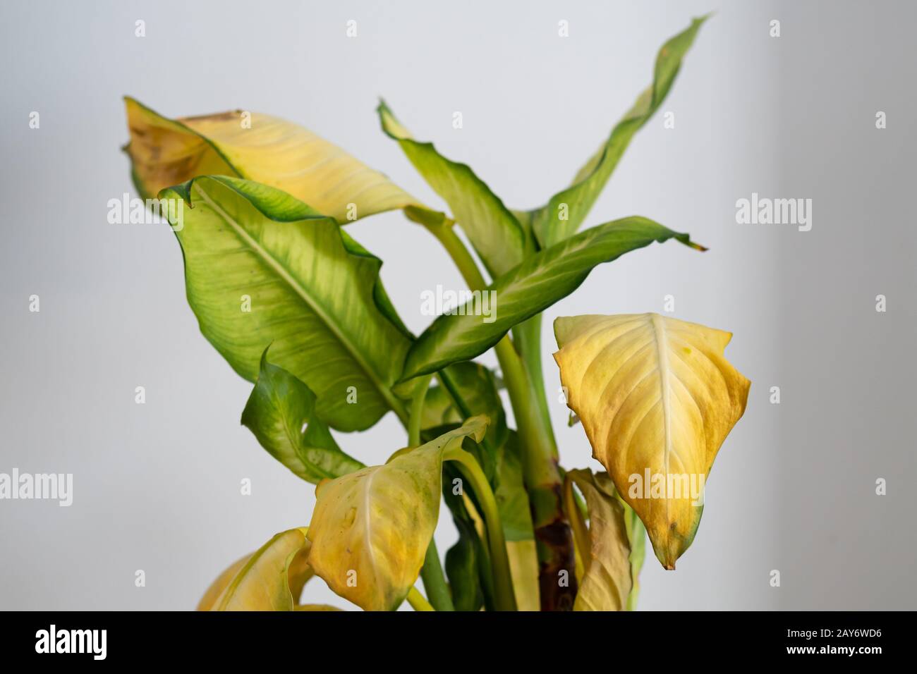 Yellow with brown spots hi-res stock photography and images - Alamy