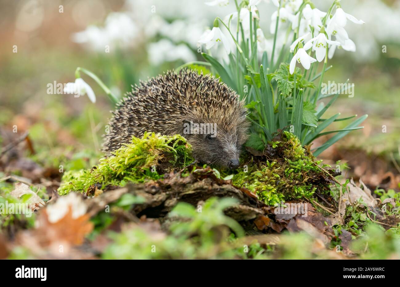 Hedgehog, (Scientific name Erinaceus Europaeus) Wild, native, European