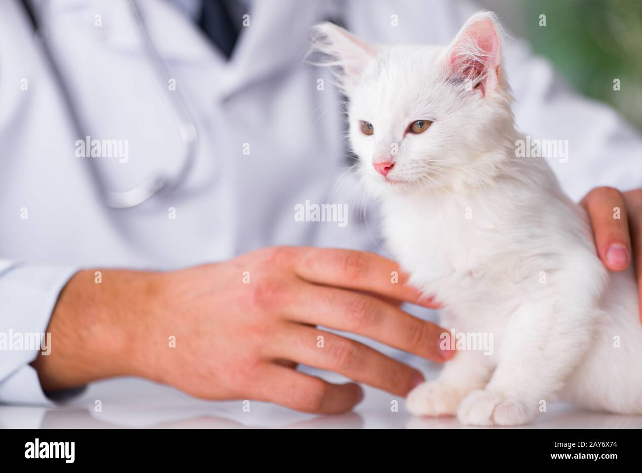White kitten visiting vet for check up Stock Photo Alamy