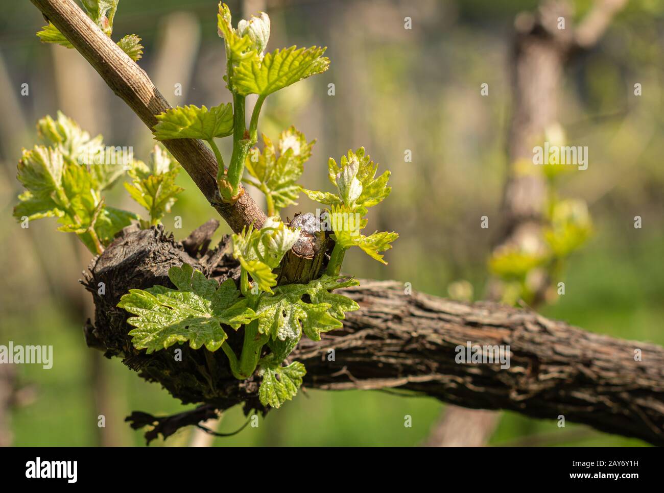 The vineyard in spring: vine shoots growing in spring. Artistic blurred effect. Springtime. Stock Photo