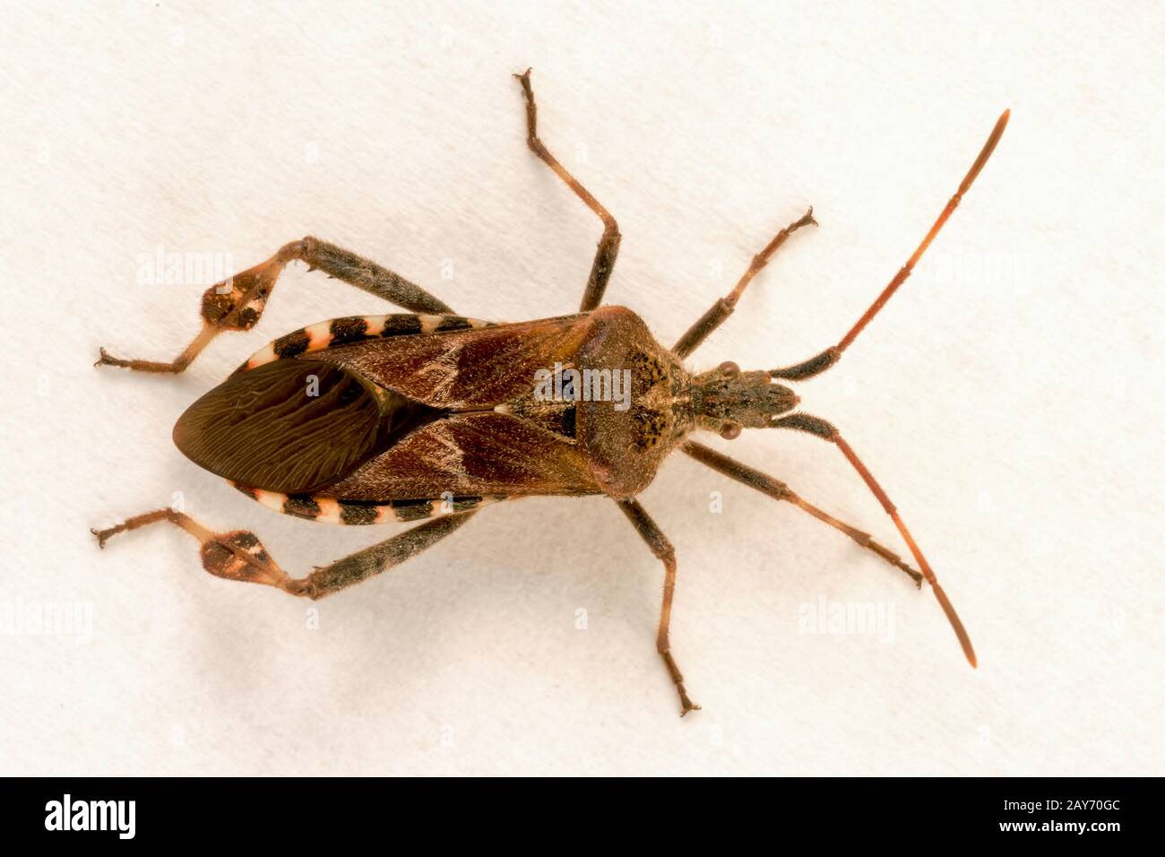 Close-up of an American Pine Bug Stock Photo