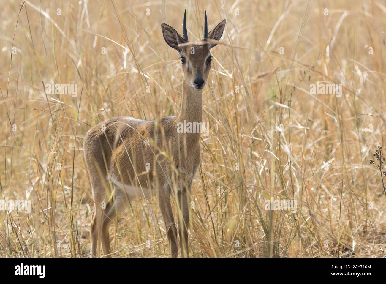 male antelope oribi standing in the middle of dry grass in the savannah Stock Photo