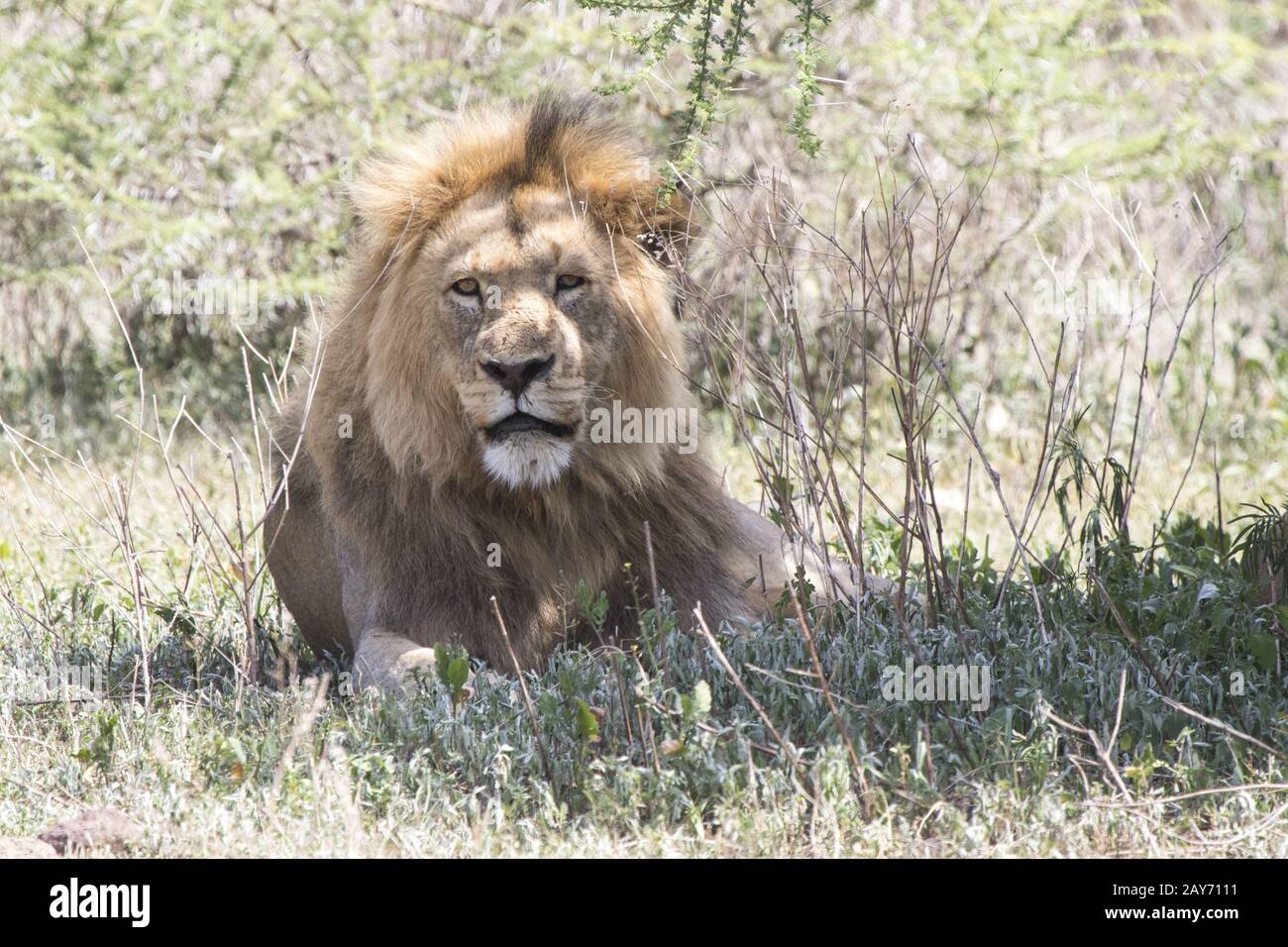 male African lion who is resting under a tree in the Ngorongoro Crater Stock Photo