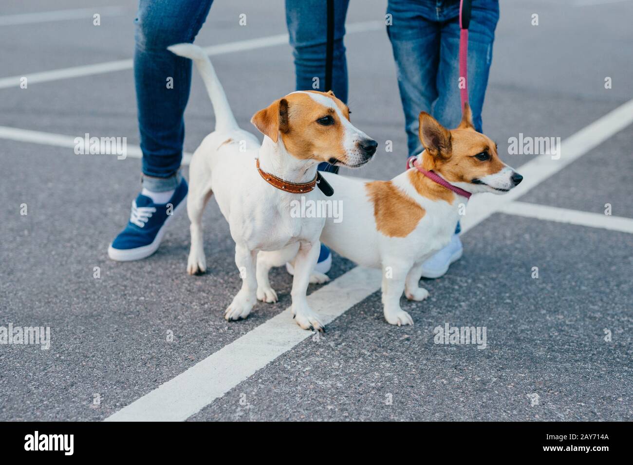 leash two dogs together
