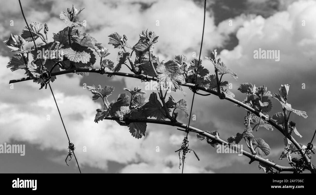 The vineyard in spring: vine shoots growing in spring. Artistic blurred effect. Springtime. Black and white image. Stock Photo