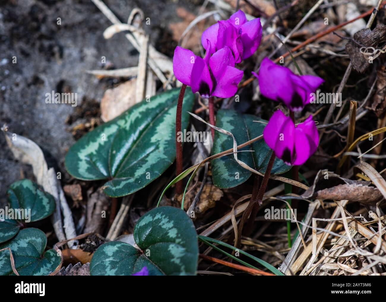 First spring flowers in the wood Erythronium Sibiricum Stock Photo