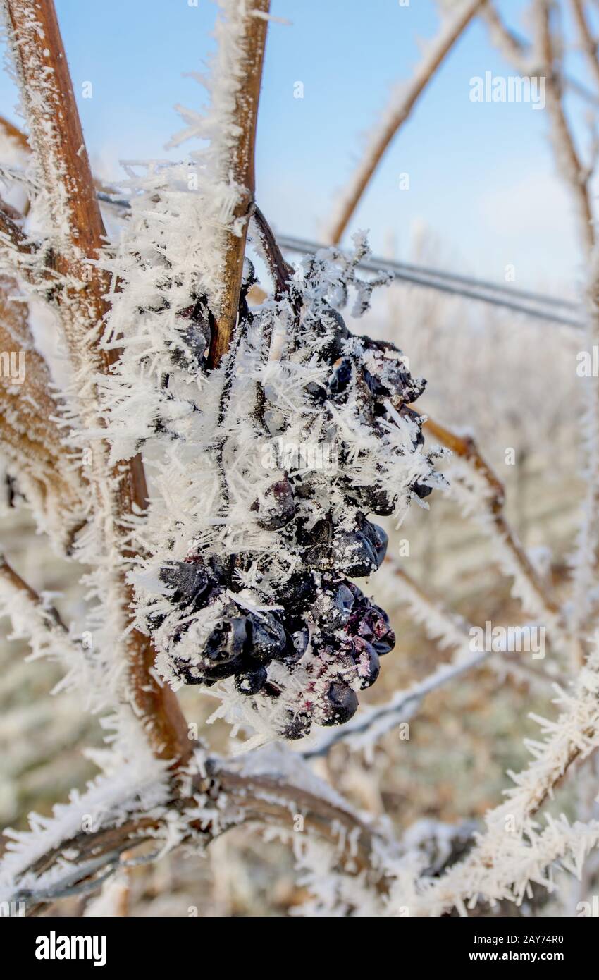 Ice wine grapes in frost Stock Photo Alamy