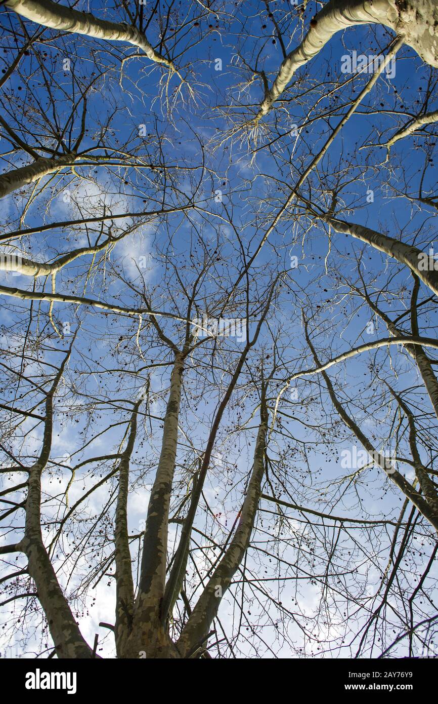 Sycamore tree in winter Stock Photo Alamy