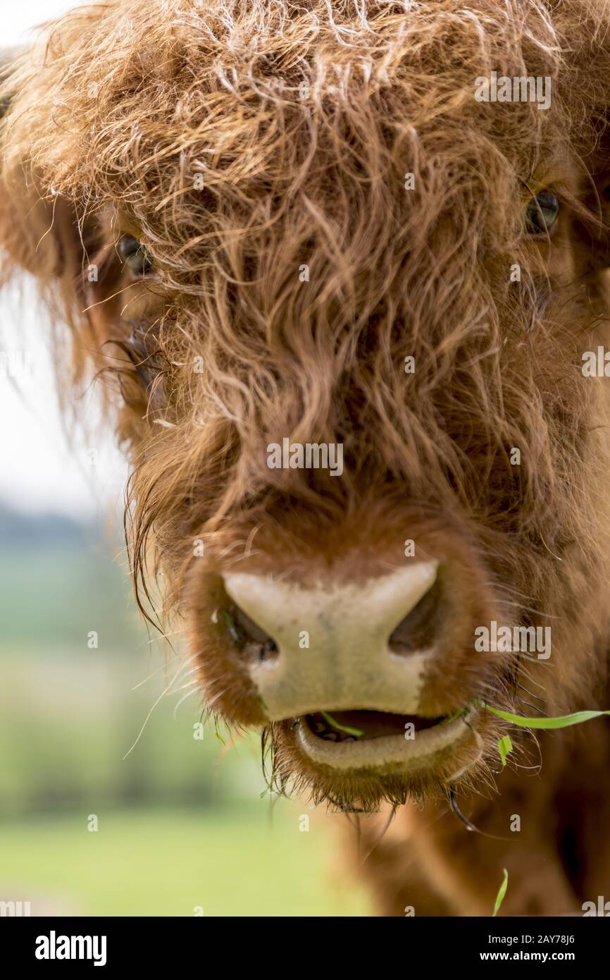 Scottish highland cattle on a pasture Stock Photo - Alamy