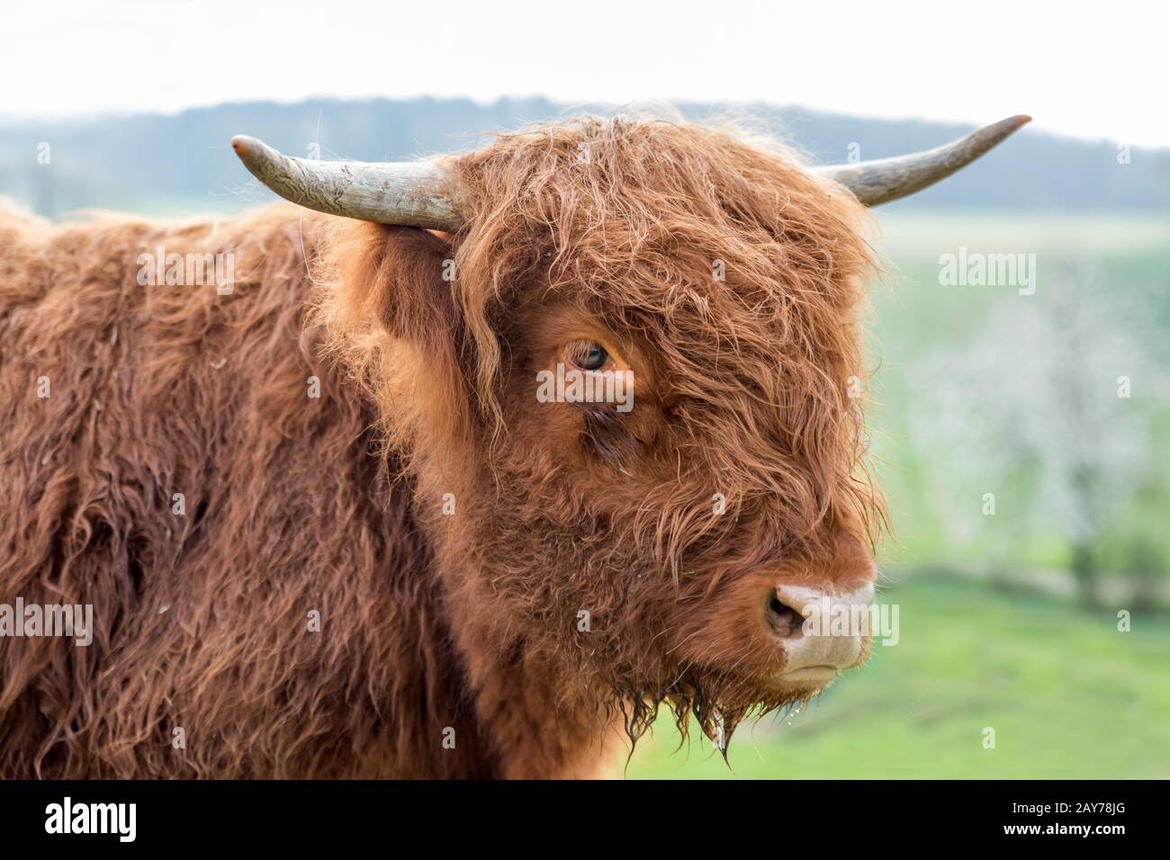 Scottish highland cattle on a pasture Stock Photo - Alamy