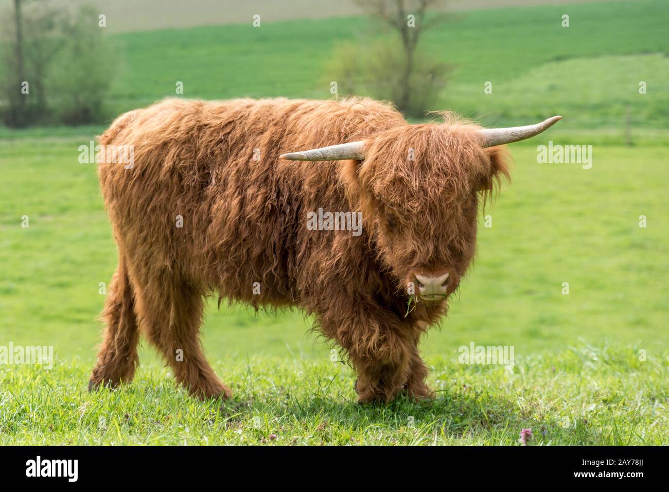 Scottish highland cattle on a pasture Stock Photo - Alamy