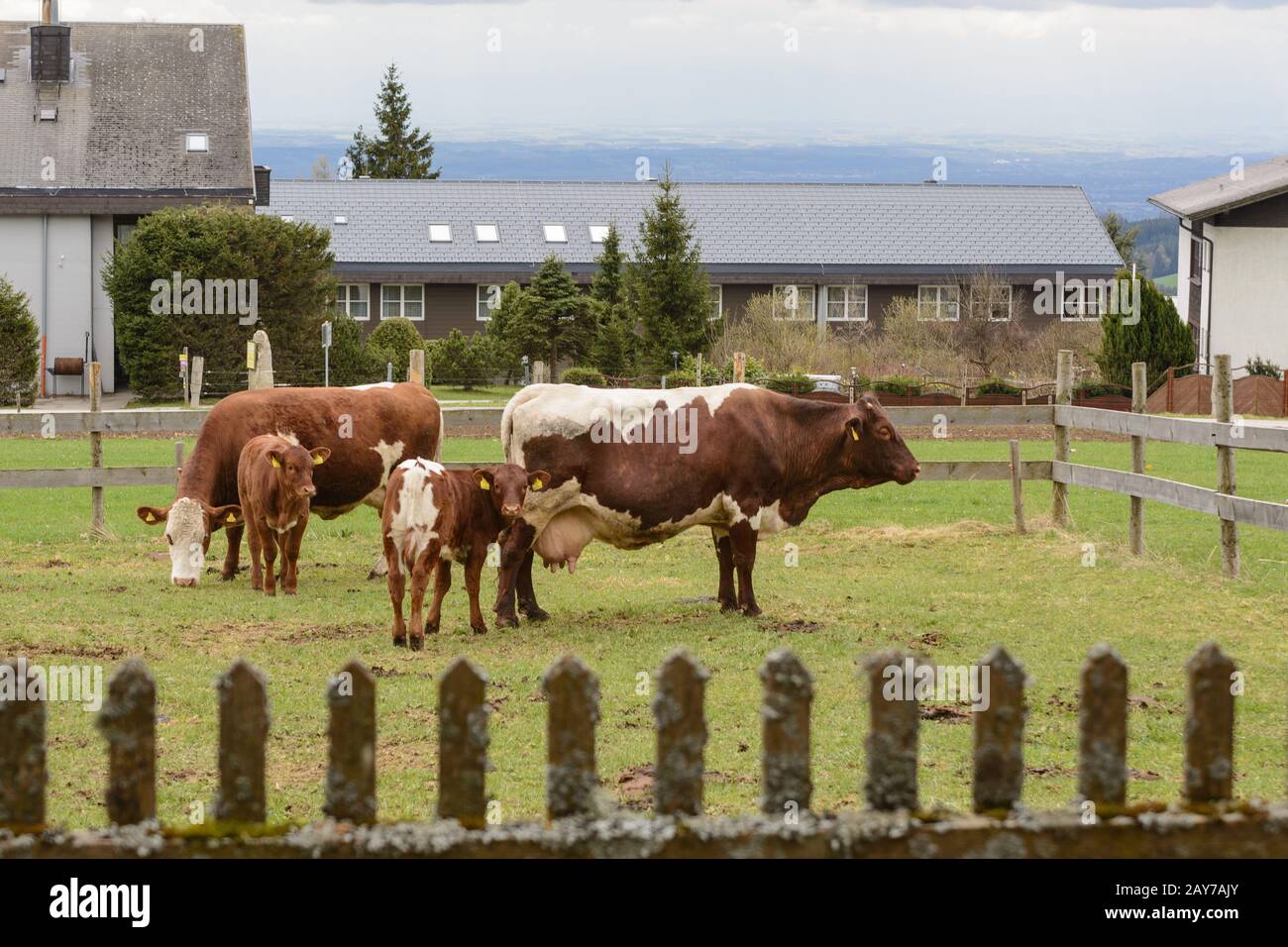 Cattle on fenced pastures - Dairy cows and calves Stock Photo