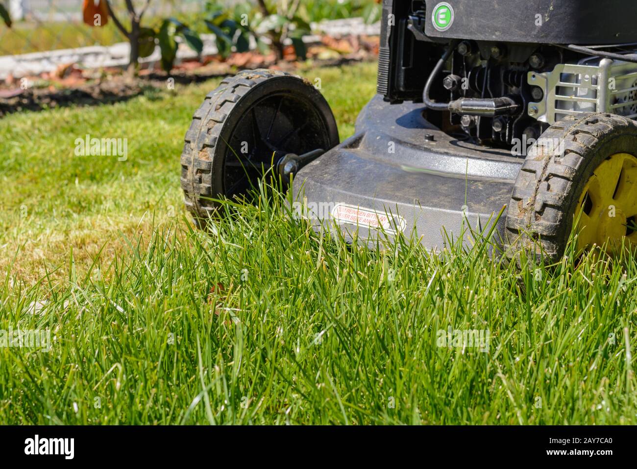 Cutting the lawn with a lawnmower - close-up Stock Photo