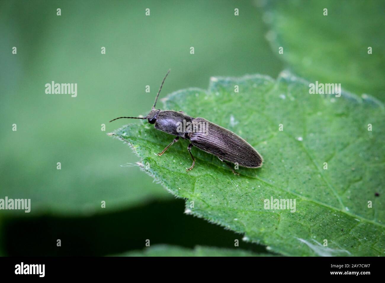 Black, fast beetle, (Athous niger), nature, beetle, animals Stock Photo