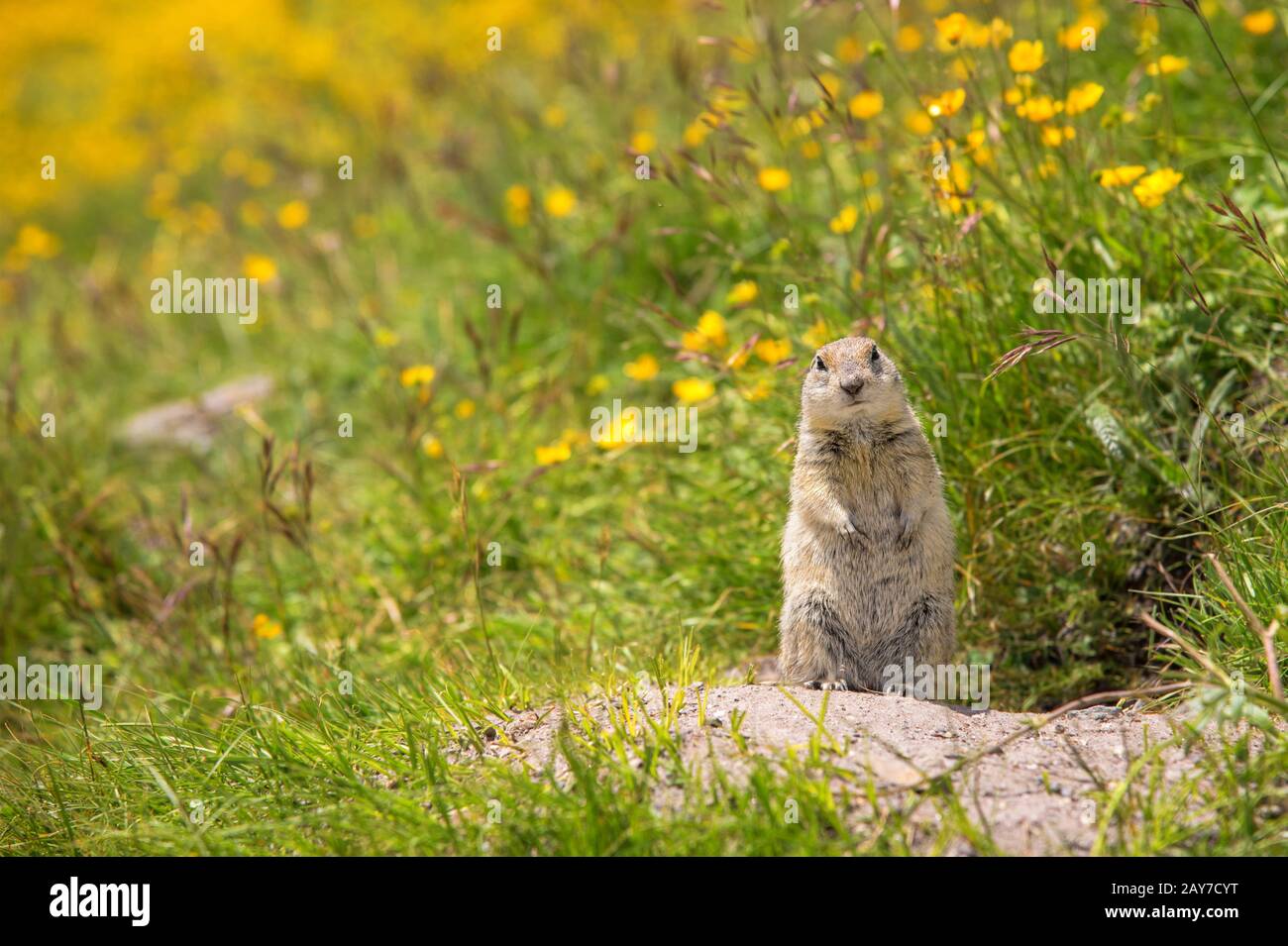 Scouting caucasian Ground Squirrel Stock Photo