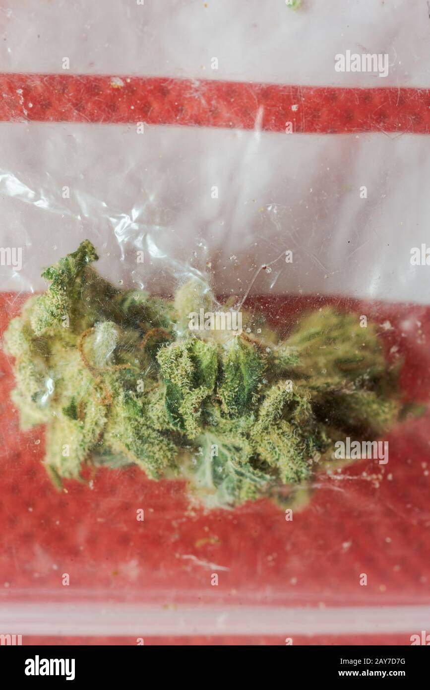 Download Dried Flower Bud Of The Cannabis Marijuana Weed Pot Plant Inside A Sachet Stock Photo Alamy