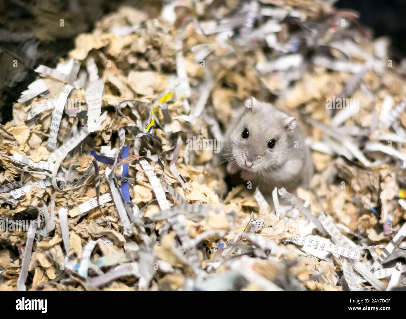 Shredded paper hamster hires stock photography and images Alamy