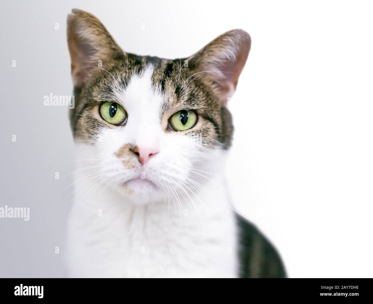 Brown And White Tabby Cat