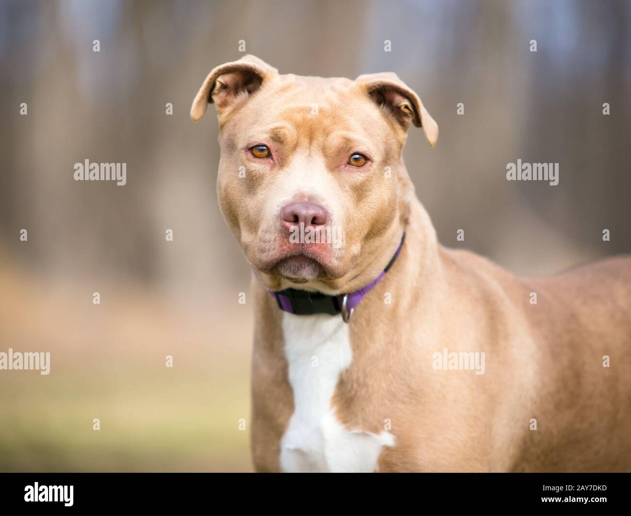Pitbull hotsell mutt mix