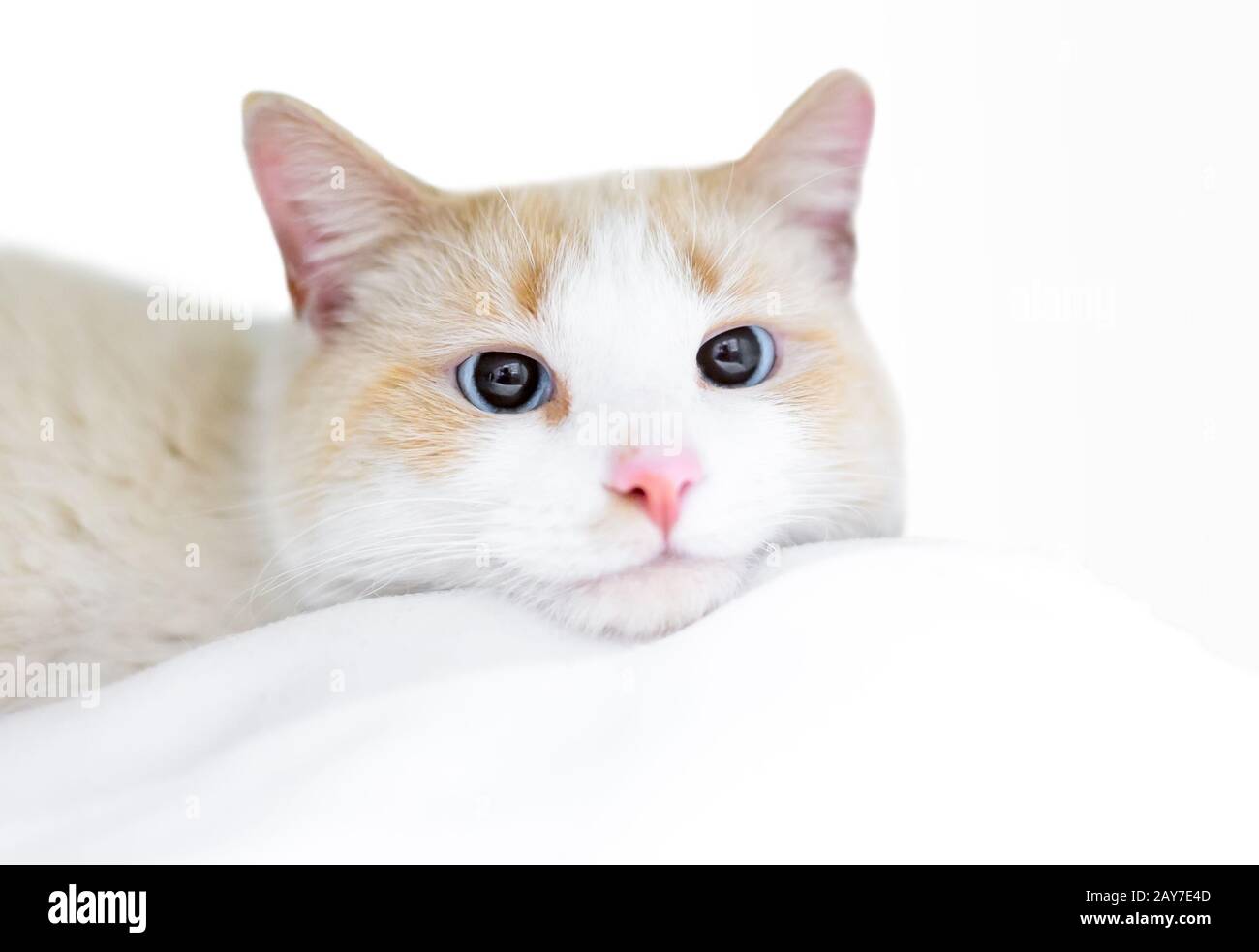 A domestic shorthair cat resting its head on a soft blanket Stock Photo