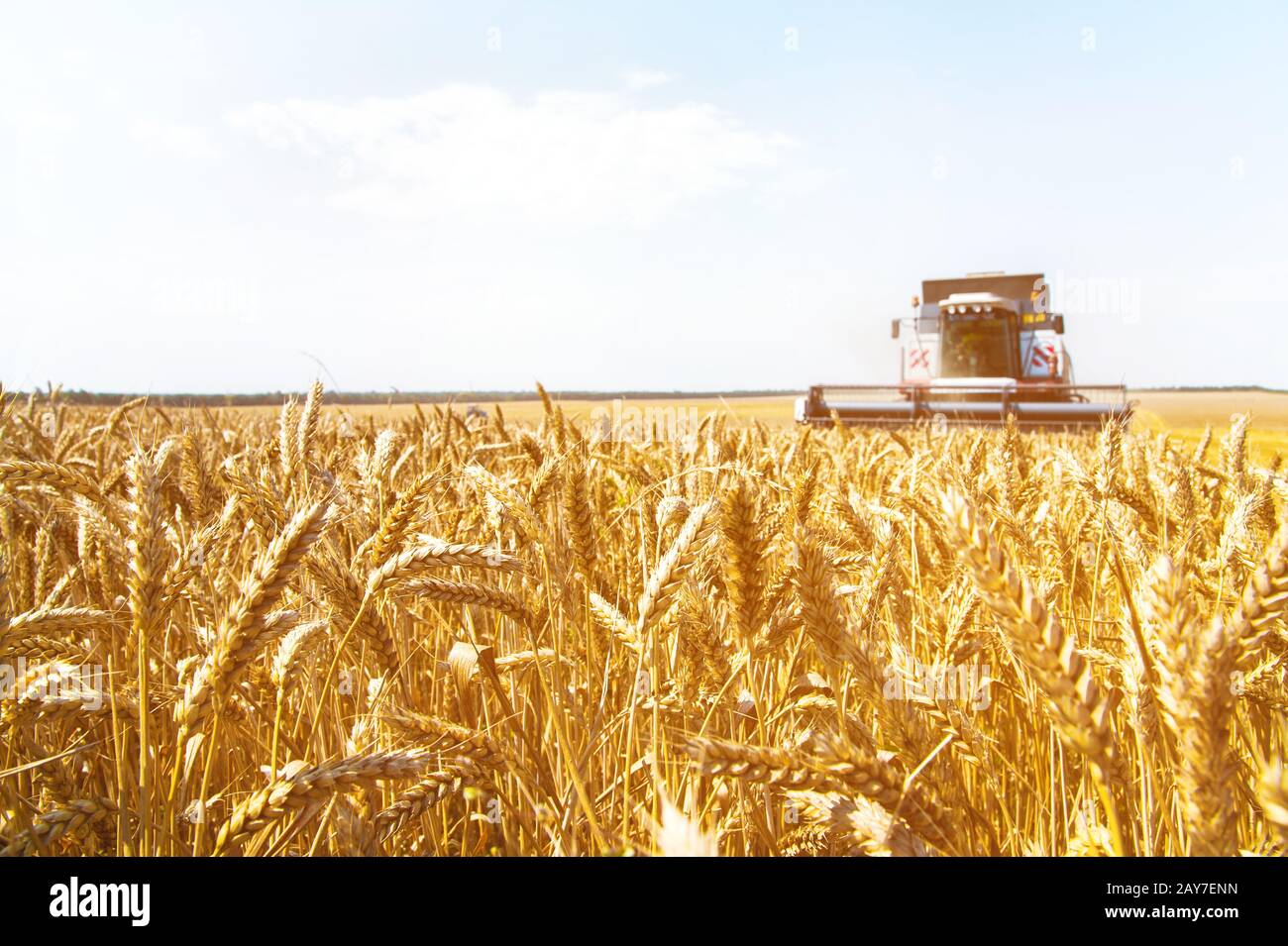 Wheat ears on the field on the background of a combine harvester Stock Photo